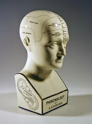 Glazed Phrenological Bust